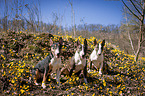 Miniature Bull Terrier