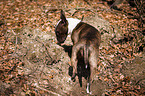 snuffling Miniature Bull Terrier