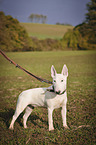 Miniature Bull Terrier