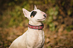 Miniature Bull Terrier Portrait