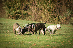 Miniature Bull Terrier