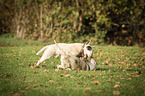 Miniature Bull Terrier
