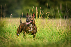 Miniature Bullterrier