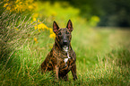 sitting Miniature Bullterrier