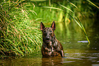 Miniature Bullterrier in the water