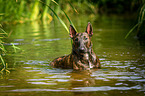 Miniature Bullterrier in the water