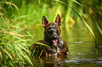Miniature Bullterrier in the water
