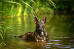 Miniature Bullterrier in the water