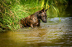 Miniature Bullterrier in the water