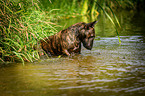Miniature Bullterrier in the water
