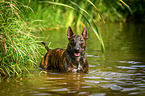 Miniature Bullterrier in the water