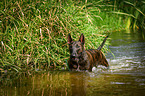 Miniature Bullterrier in the water