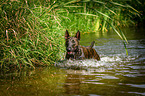 Miniature Bullterrier in the water