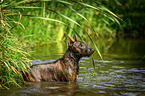 Miniature Bullterrier in the water