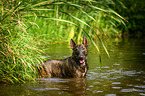 Miniature Bullterrier in the water