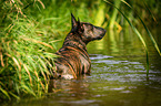 Miniature Bullterrier in the water