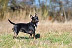 Miniatur Bullterrier
