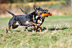 2 Miniatur Bullterrier