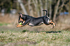 playing Miniatur Bullterrier