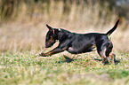 running Miniatur Bullterrier