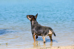 bathing Miniature Bullterrier
