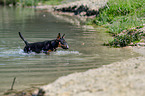bathing Miniature Bullterrier