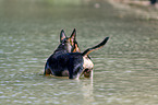 bathing Miniature Bullterrier