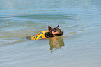 swimming Miniature Bullterrier