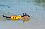 swimming Miniature Bullterrier