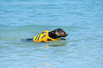 swimming Miniature Bullterrier