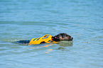 swimming Miniature Bullterrier
