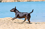running Miniature Bullterrier