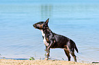standing Miniature Bullterrier
