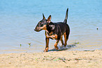 walking Miniature Bullterrier