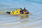 swimming Miniature Bullterrier
