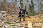 Miniature Bullterrier