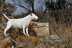 Miniature Bullterrier