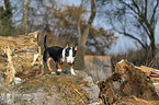 walking Miniature Bullterrier