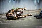 lying Miniature Bullterrier