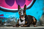 lying Miniature Bullterrier