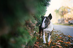 Miniature Bullterrier