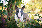 Miniature Bullterrier