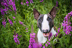 Miniature Bullterrier