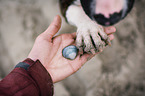 Miniature Bullterrier