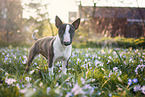 Miniature Bullterrier