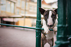 Miniature Bullterrier