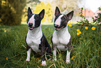 Miniature Bullterrier