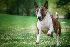 running Miniature Bull Terrier