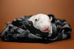 Miniature Bull Terrier Puppy