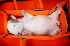 Miniature Bull Terrier Puppy